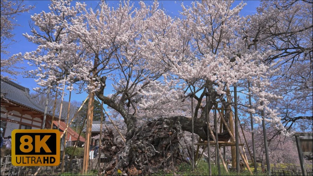 4K 8K 2000-Year-Old Sakura in Hokuto City, Yamanashi 2022