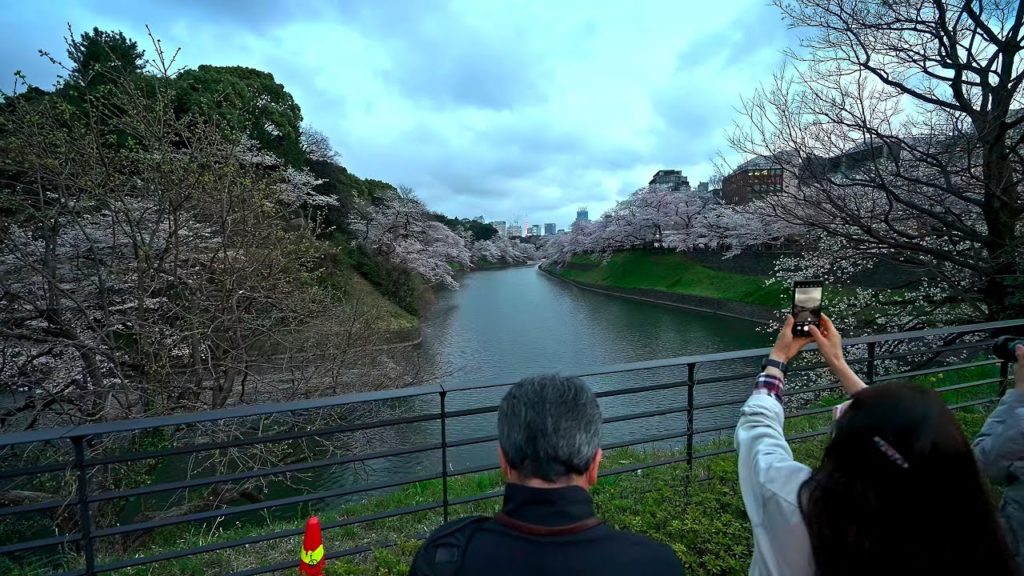 Day to night Sakura of Tokyo Chiyoda ・4K HDR