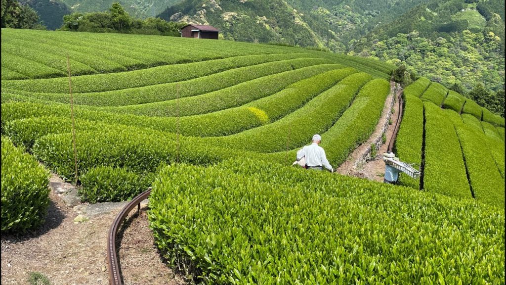 Green Tea Harvest | Shizuoka