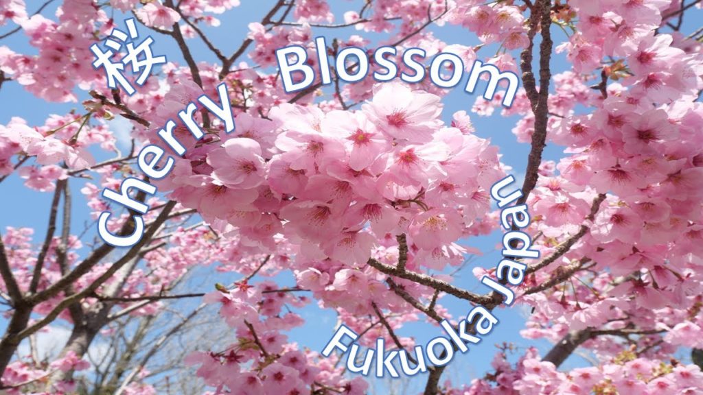Fukuoka Japan Cherry Blossom Fukuoka Japan Cherry Blossom
