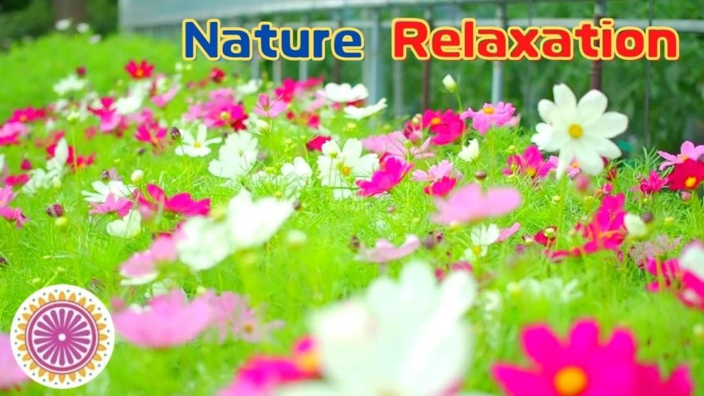 Nature Relaxation enjoying Japanese Flower Garden with blooming cosmos/nature video/cinematic vlog