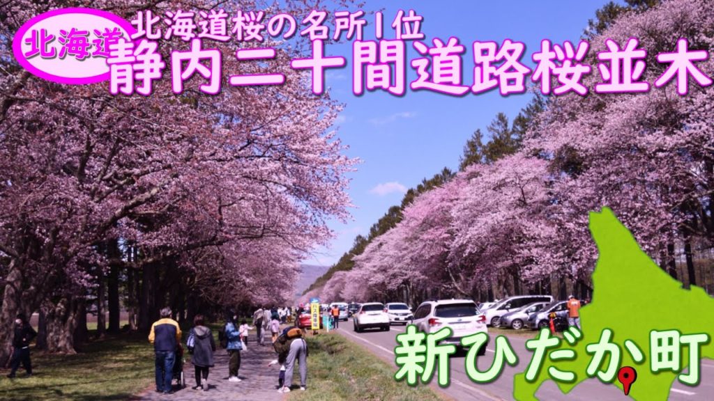 4月30日の静内二十間道路桜並木です。競走馬のふるさとで、直線で約7kmにも及び、「日本の道百選」「さくら名所100選」「北海道遺産」にも選定されている。どこまでも続く満開の桜並木は一見の価値あり。