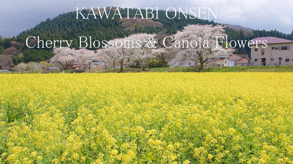 Kawatabi Onsen Cherry Blossoms & Canola Flowers in Miyagi Japan 春の鳴子川渡温泉 菜の花と桜の風景 6K UHD