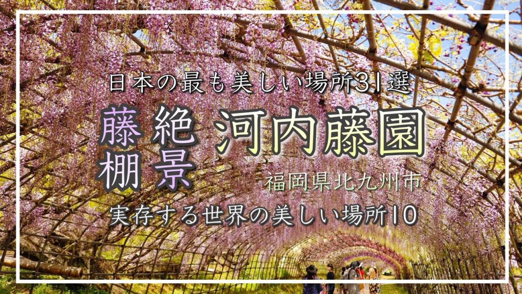 【河内藤園2022】¨日本の最も美しい場所¨と¨実存する世界の美しい場所¨に選出された藤スポット!(福岡県北九州市)/備後カメラ部【絶景の藤棚トンネル】 【河内藤園2022】¨日本の最も美しい場所¨と¨実存する世界の美しい場所¨に選出された藤スポット!(福岡県北九州市)/備後カメラ部【絶景の藤棚トンネル】
