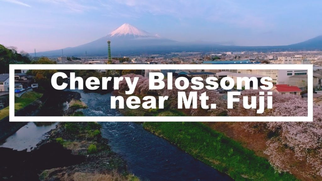Cherry Blossoms near Mt. Fuji (by JTBGMT)【Global Marketing & Travel】