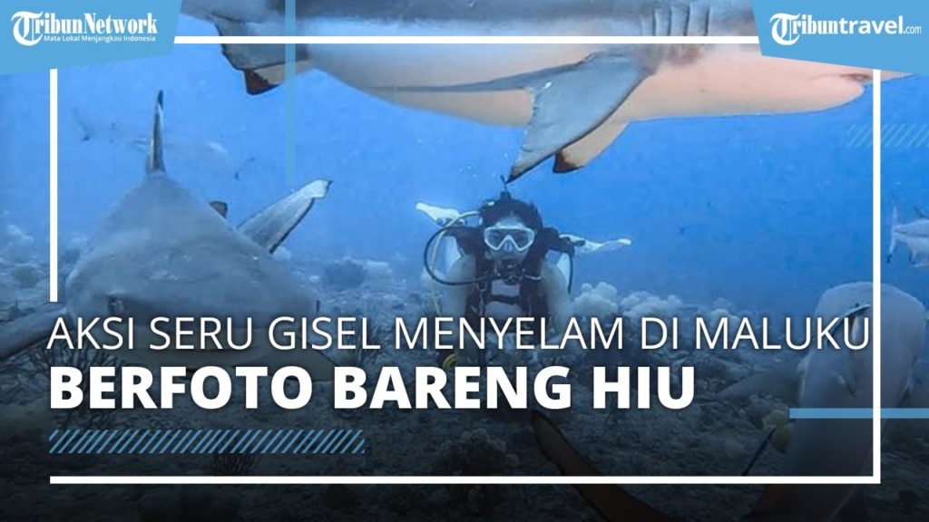 Berkunjung ke Maluku Utara, Gisel Dapat Kesempatan Menyelam dan Foto Bareng Hiu