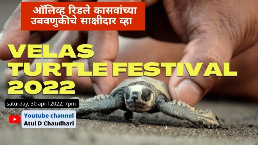 Velas Olive Ridley turtle festival | वेळास चे कासव महोत्सव २०२२ | konkan travel video series  part 1