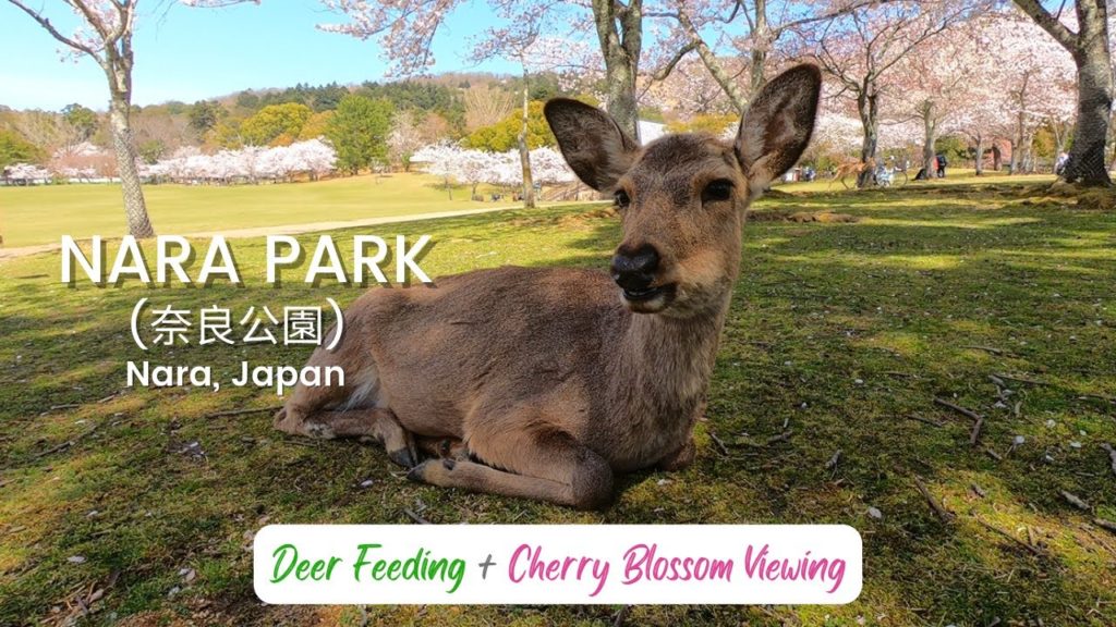 Visiting NARA PARK for CHERRY BLOSSOMS and DEERS| Spring in Japan| 奈良公園