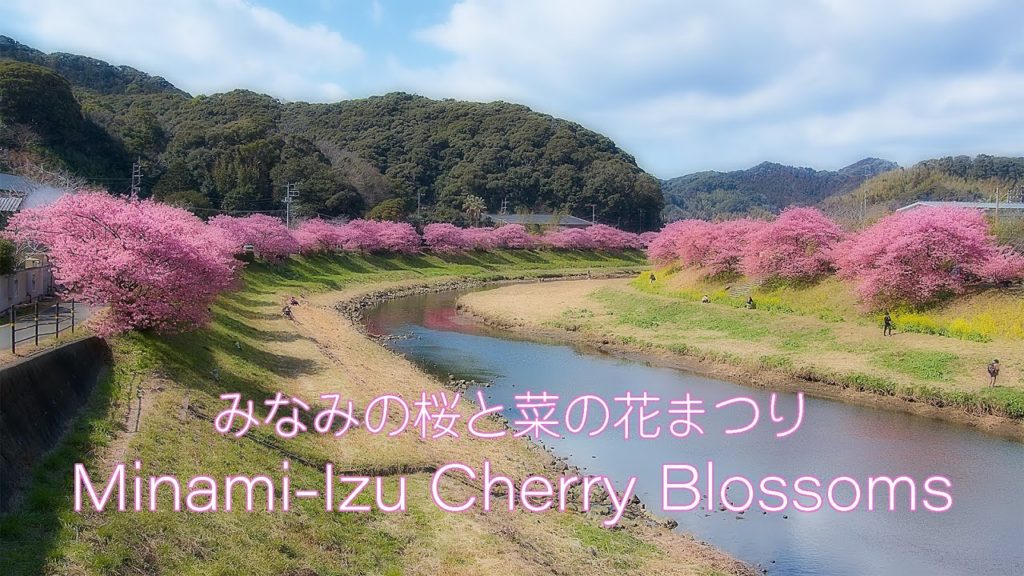 Shizuoka Japan 南伊豆 河津桜と菜の花の絶景 Minami-Izu Cherry Blossoms & Canola Blossoms | 6K Travel Videos Shizuoka Japan 南伊豆 河津桜と菜の花の絶景 Minami-Izu Cherry Blossoms & Canola Blossoms | 6K Travel Videos