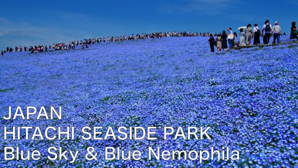 【JAPAN：HITACHI SEASIDE PARK】Walking on the hill of blue nemophila flower　JAPAN TRAVEL Vlog　Nature