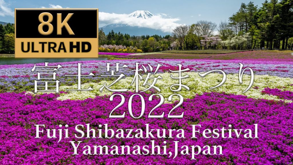 Fuji Shibazakura Festival 2022. Mt.Fuji Japan 富士芝桜まつり 8K