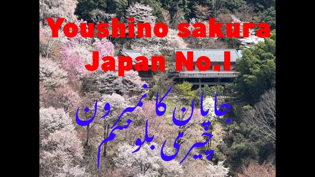 Yoshino Sakura. Japan No.1 spot