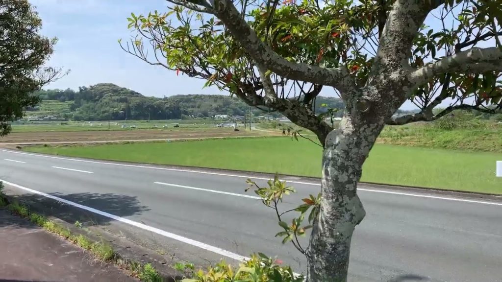 Spring in Hamamatsu 浜松の春