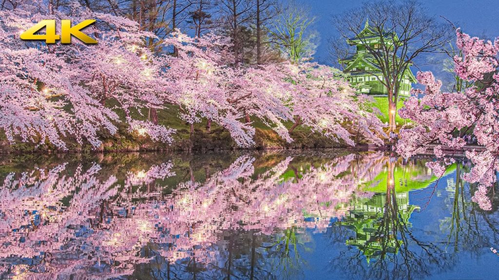 日本三大夜桜 高田城址公園の桜 圧巻の桜吹雪と夜桜 – Takada Castle Cherry Blossoms 2022 in full bloom – (BMPCC6K) 日本三大夜桜 高田城址公園の桜 圧巻の桜吹雪と夜桜 - Takada Castle Cherry Blossoms 2022 in full bloom - (BMPCC6K)