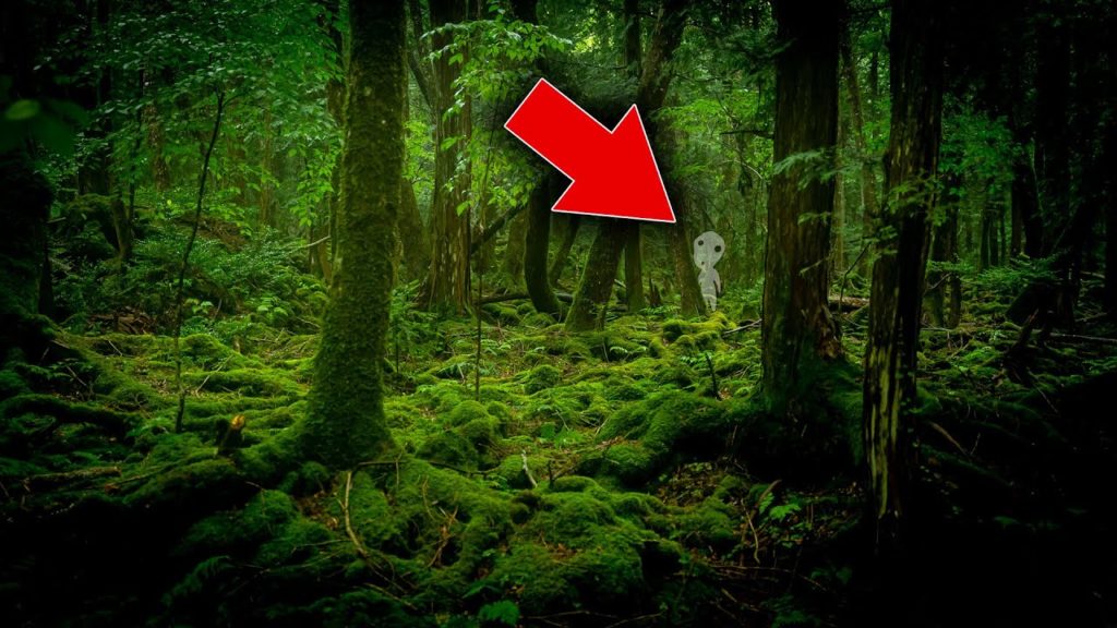 Looking for GHOSTS in Japan's REAL Suicide Forest 👻 [DARK & SPOOKY]