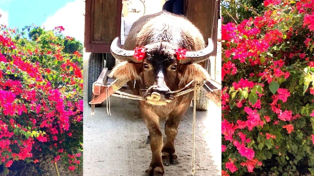 竹富島【沖縄県石垣島からフェリーで水牛車の竹富へ】美しい日本の島々を紹介Buffalo Island Taketomi Japan 竹富島【沖縄県石垣島からフェリーで水牛車の竹富へ】美しい日本の島々を紹介Buffalo Island Taketomi Japan
