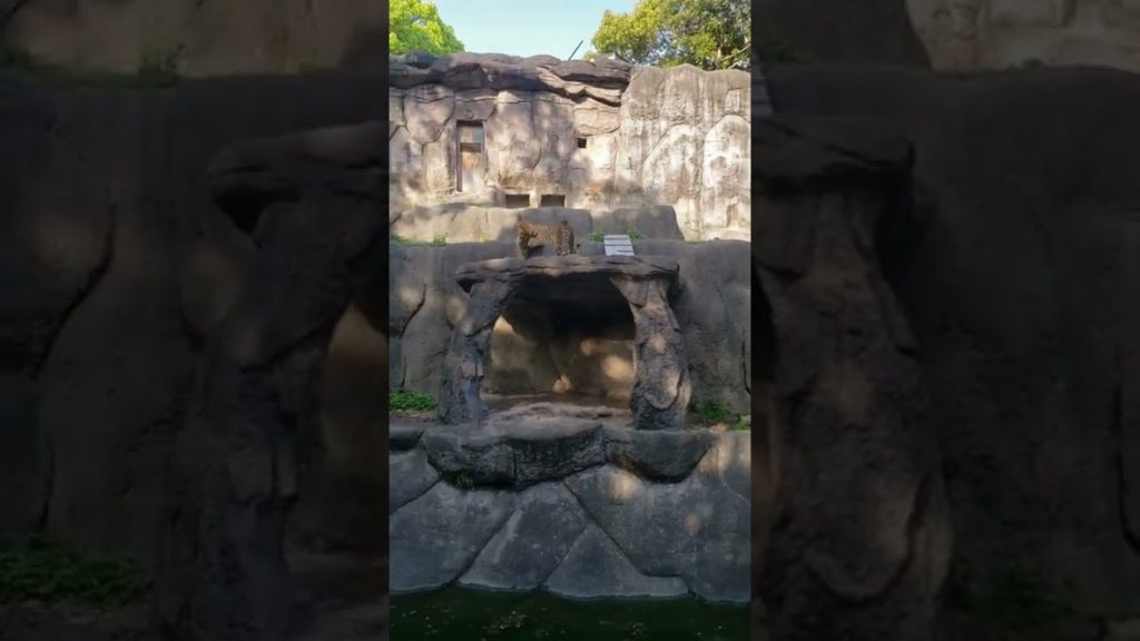 Tigers hamamatsu flower park japan