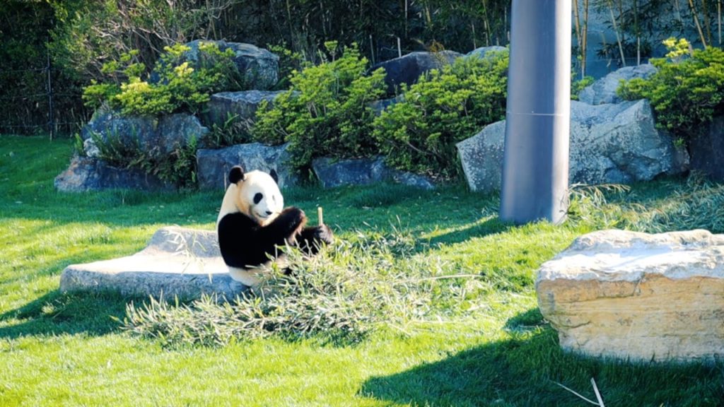 【和歌山】白浜アドベンチャーワールド~Adventure world Shirahama Wakayama Japan~ 【和歌山】白浜アドベンチャーワールド~Adventure world Shirahama Wakayama Japan~