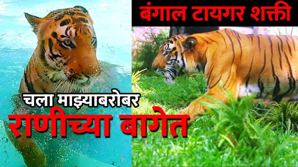 RANICHI BAUG , TIGER IN RANI BAUG ll राणीची बाग  Mumbai Byculla Zoo ll #ranibaug MUMBAI ZOO