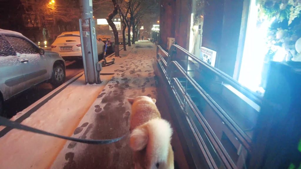 Walk my Japanese Akita with me in snow night. March 20, 4K 60fps Walking in Yerevan. Binaural Walk my Japanese Akita with me in snow night. March 20, 4K 60fps Walking in Yerevan. Binaural