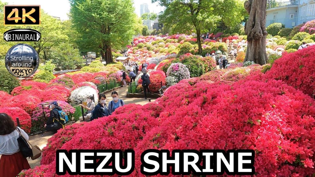 Azalea Festival at NEZU SHRINE - 4K Tokyo Japan