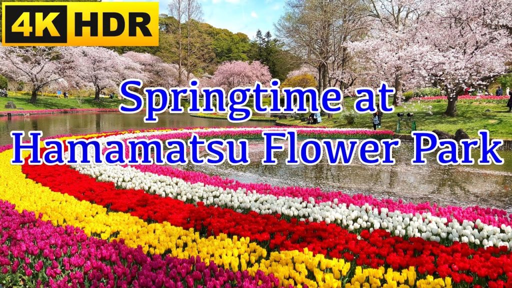 Hamamatsu Flower Park, Cherry Blossom and Tulips 2022(4K HDR) はままつフラワーパーク桜🌸、チューリップ🌷