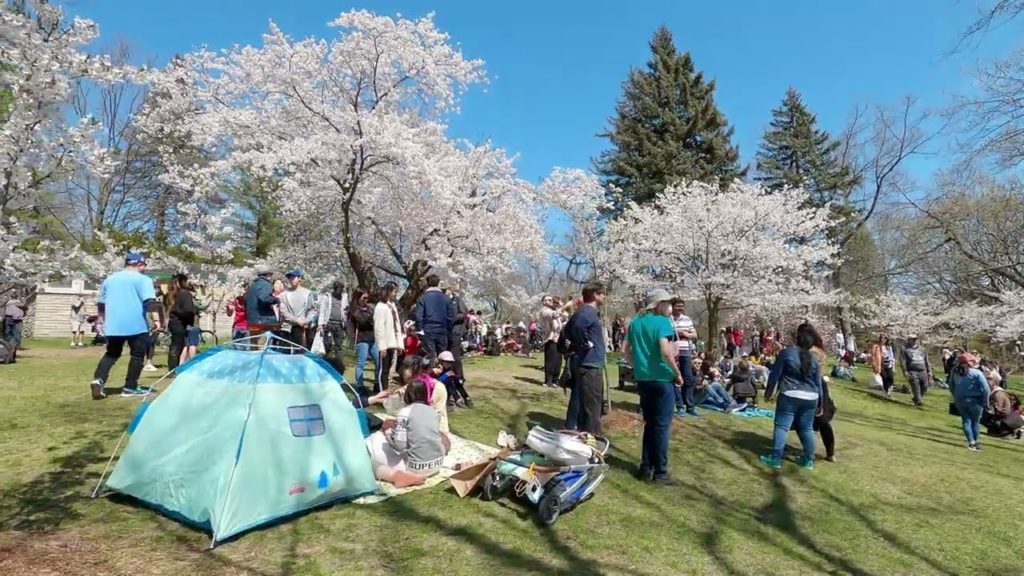 Sakura CHERRY BLOSSOM and HUIGE Crowd in Toronto High Park 2022 May vlog Sakura CHERRY BLOSSOM and HUIGE Crowd in Toronto High Park 2022 May vlog