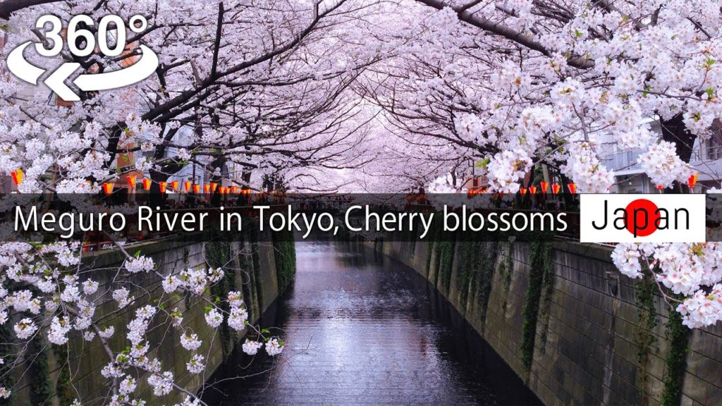 【Japan-360° video】Meguro River in Tokyo, Cherry blossoms viewing 桜(Sakura) 【5K VR】