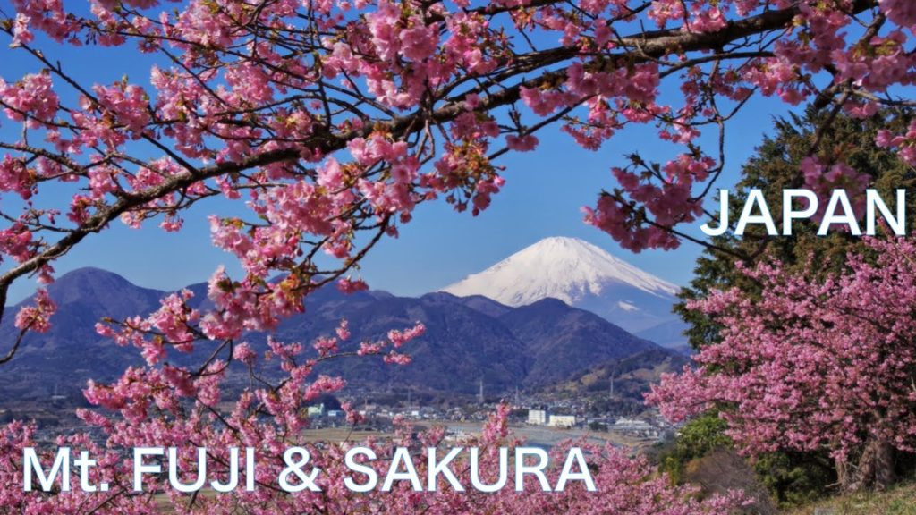 【CHERRY BLOSSOM and Mt.FUJI　SAKURA JAPAN】Climbing small mountain and viewing beautiful landscape