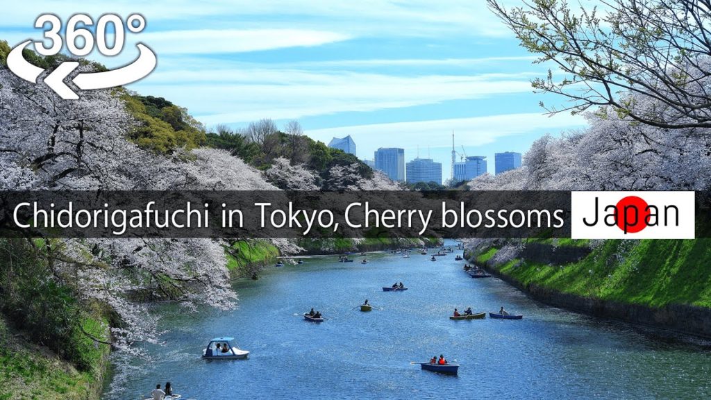 【Japan-360° video】Yasukuni shrine, Chidorigafuchi Cherry blossoms viewing 桜(Sakura) 【5K VR】 【Japan-360° video】Yasukuni shrine, Chidorigafuchi Cherry blossoms viewing 桜(Sakura) 【5K VR】
