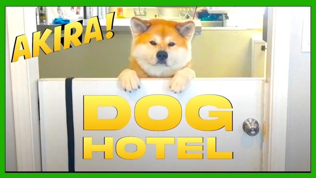 The Bone Adventure Review: Dog Boarding an Akita – Geek Culture Explained The Bone Adventure Review: Dog Boarding an Akita - Geek Culture Explained