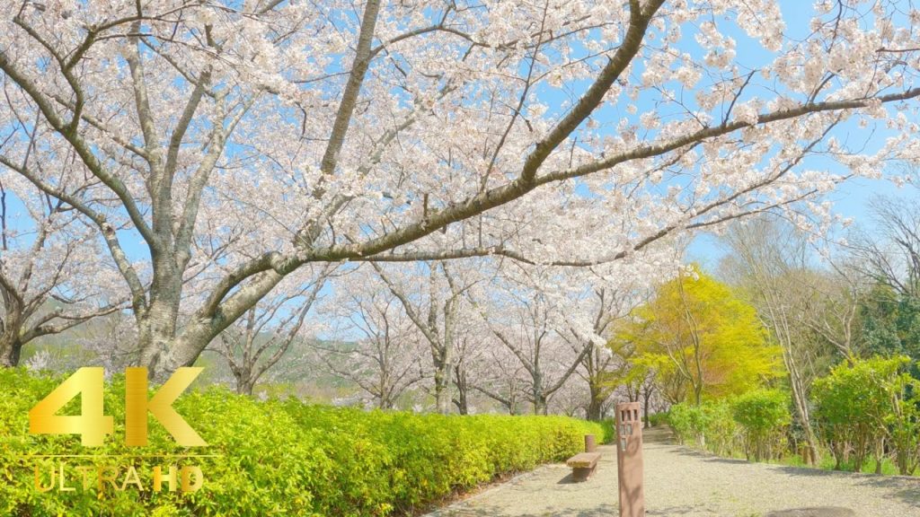 [4K] Kameoka City, Kyoto Prefecture, cherry blossom viewing walk. 2022 Japan.