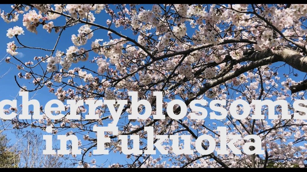 【Fukuoka】Spring time with Cherry blossoms!