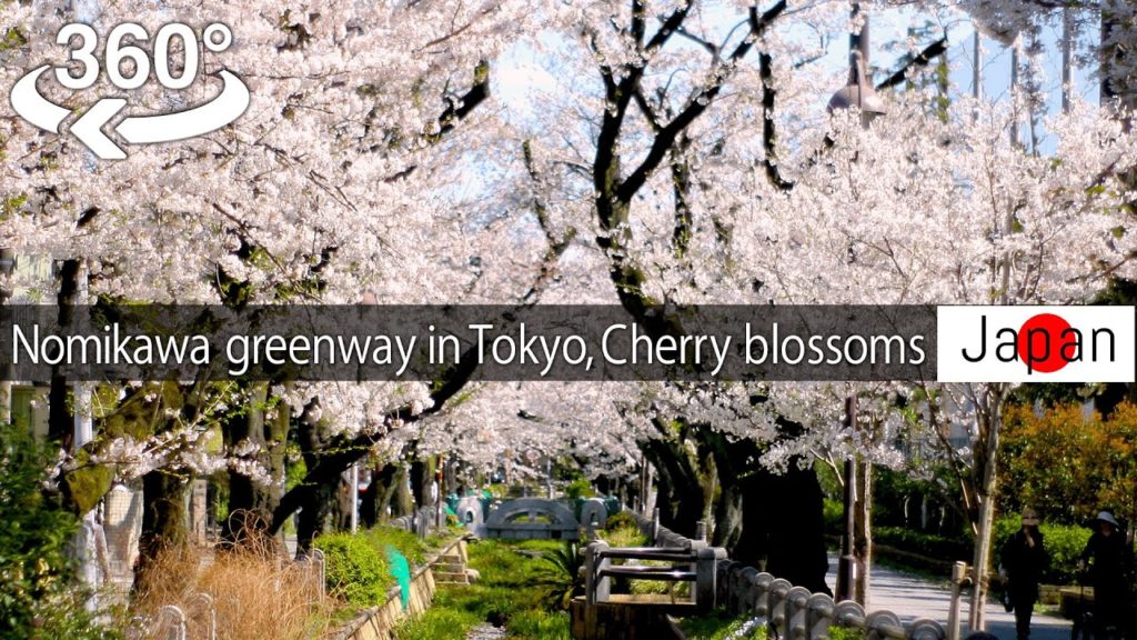 【Japan-360°video】Nomikawa Greenway in Tokyo, Cherry blossoms viewing 桜(Sakura) 【5K VR】