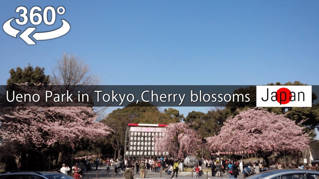 【Japan-360° video】Ueno Park in Tokyo, Cherry blossoms viewing 桜(Sakura) 【VR】