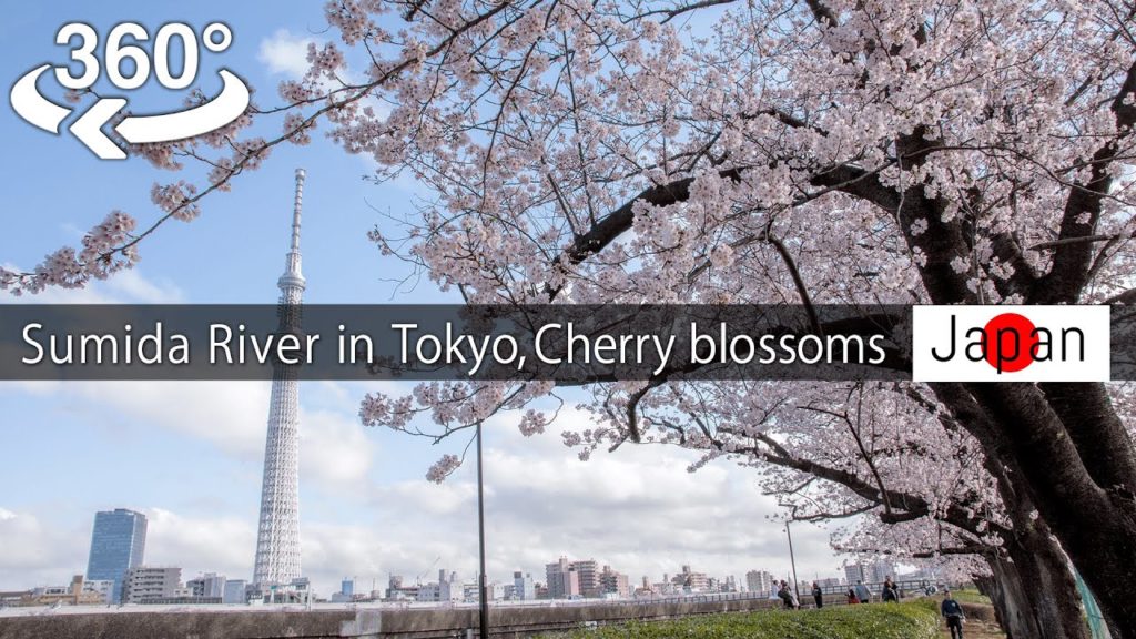【Japan-360° VRvideo】Sumida River in Tokyo, Cherry blossoms viewing 桜(Sakura) 【TOKYO SKYTREE】