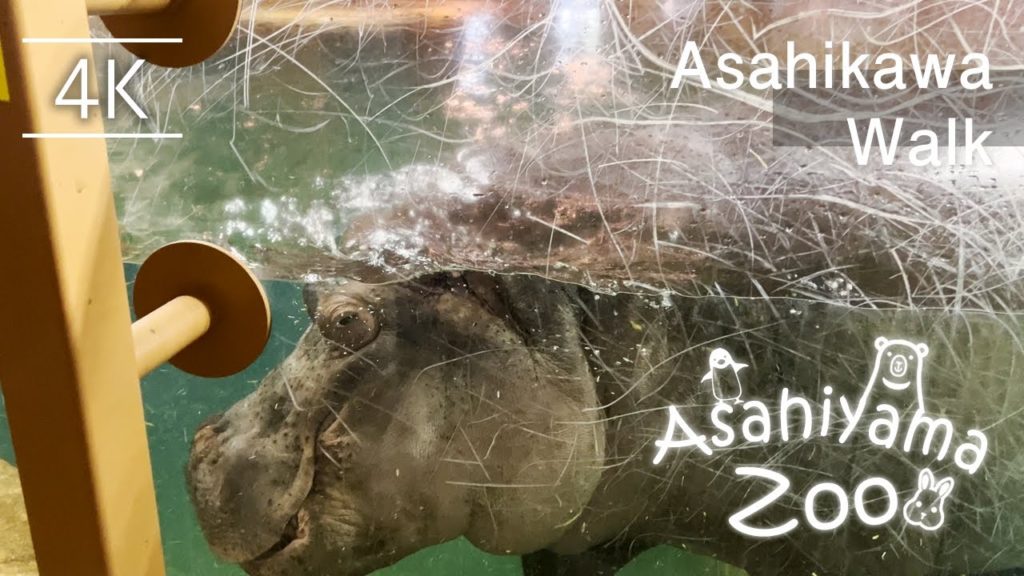 Asahiyama Zoo Walk in Asahikawa city, Hokkaido, Japan | 4K HDR Asahiyama Zoo Walk in Asahikawa city, Hokkaido, Japan | 4K HDR