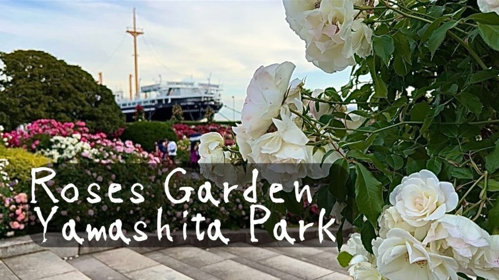 Yamashita Park | Roses Garden | Yokohama | #yamashita park