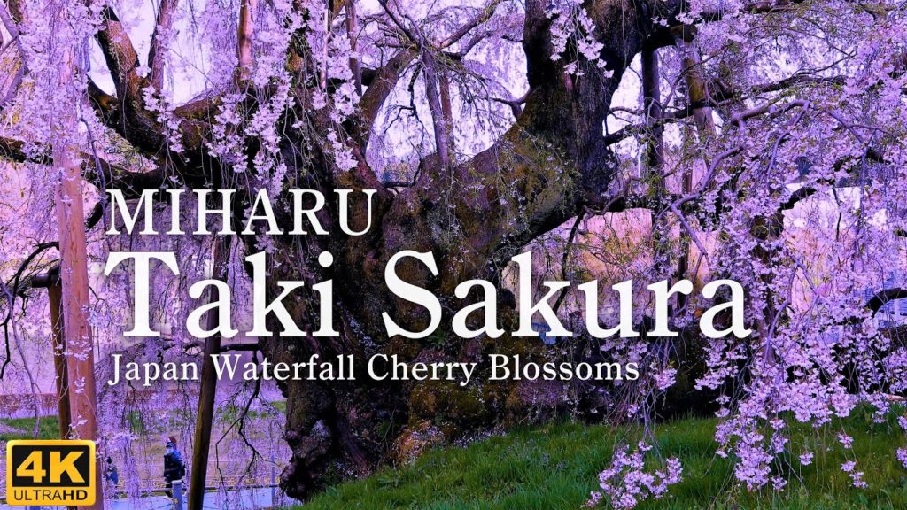4K映像【三春滝桜】一度は見たい感動の絶景を癒しのBGMと共に  Japan Fukushima Miharu Taki Sakura Waterfall Cherry Blossoms