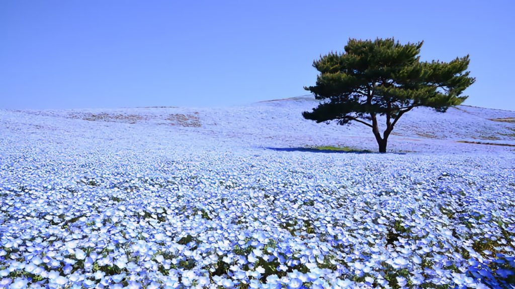 🔴 Let's Go on a trip to Kokuei Hitachi Kaihin Koen (Hitachi Seaside Park)
