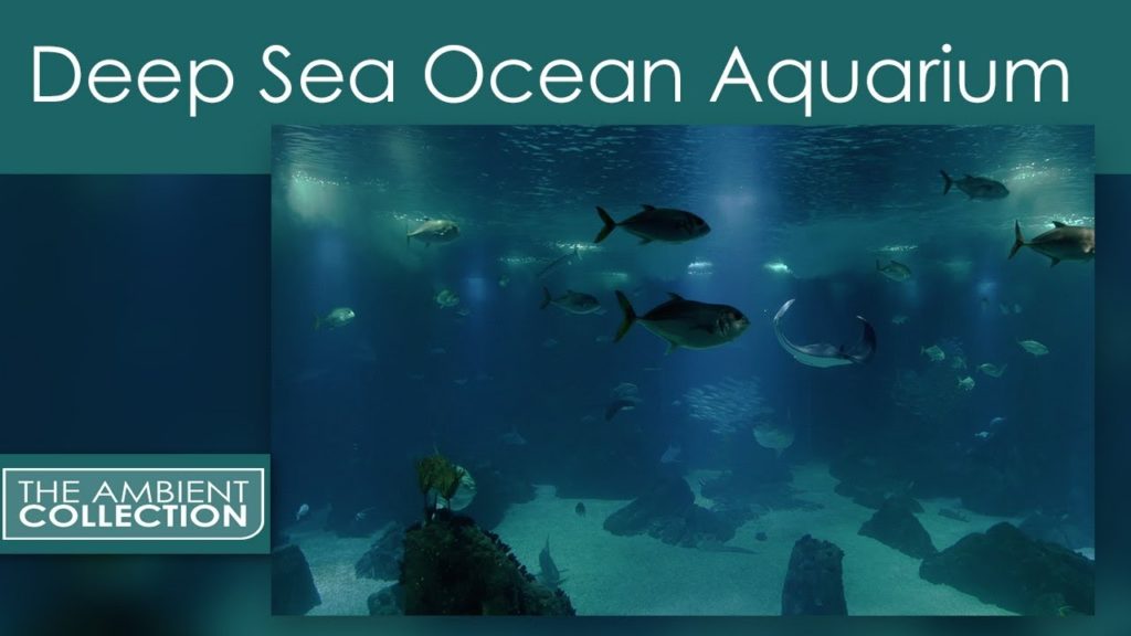 4K UHD Deep Sea Ocean Aquarium with Sharks, Barracudas, Sunfish, Penguins and Many More