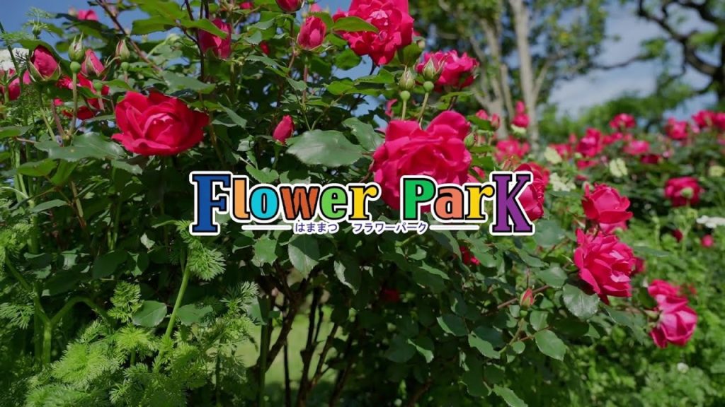 はままつフラワーパーク　Hamamatsu Flower park Rose garden flowers（薔薇園の花たち）