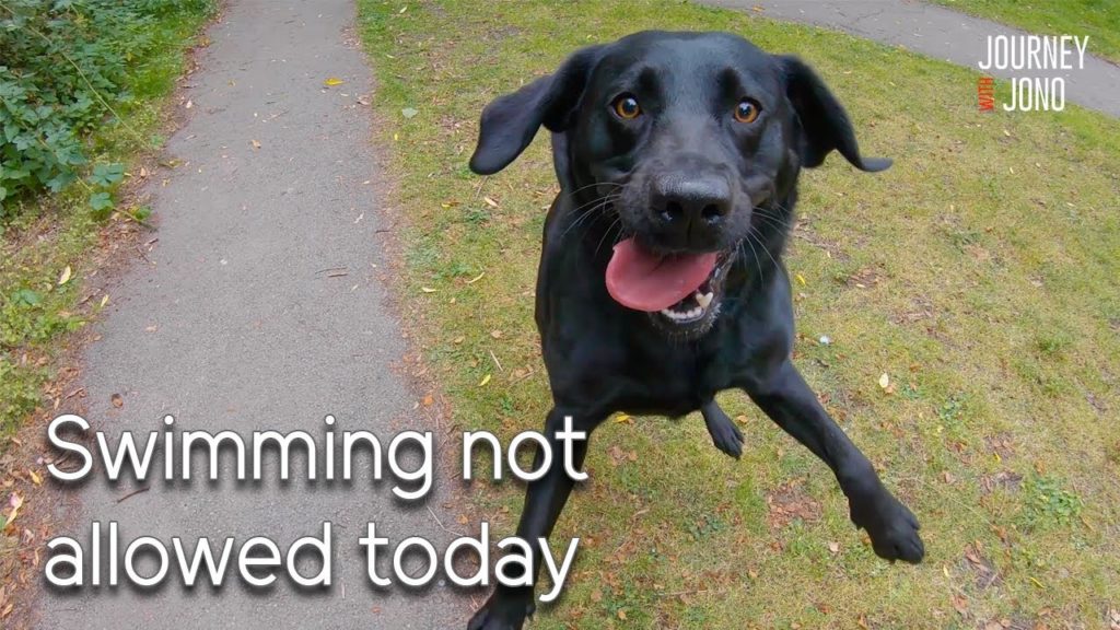 78. Algae stops my lab swimming, I pass Willington & Burton on Narrowboat 78. Algae stops my lab swimming, I pass Willington & Burton on Narrowboat