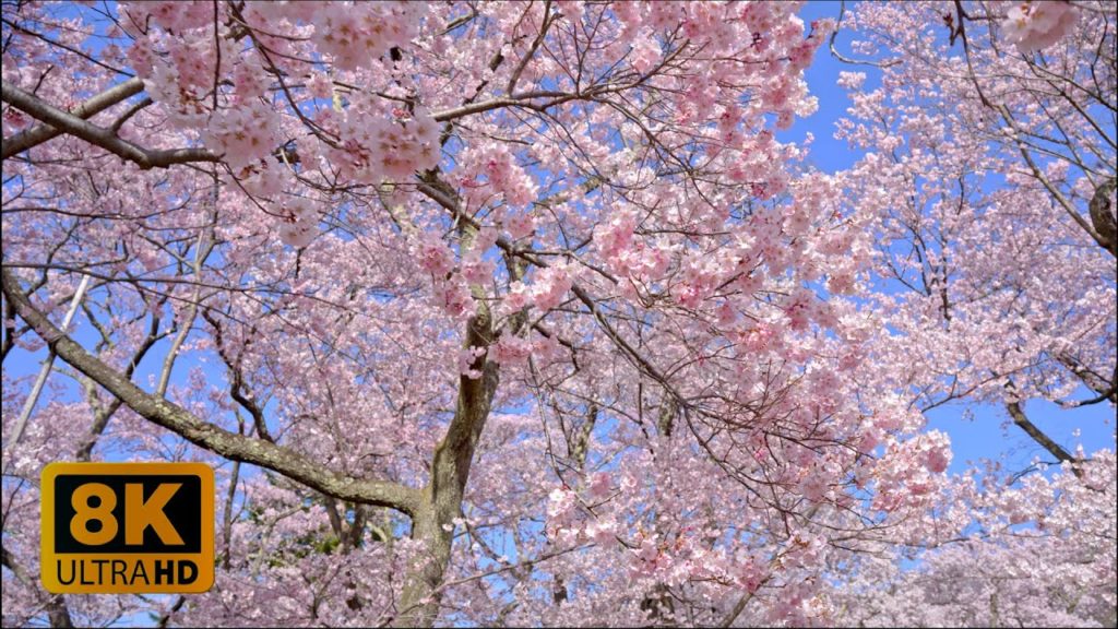 4K 8K Harmonized Pastel Pink in Takato Sakura, Ina-City, Nagano 2022 4K 8K Harmonized Pastel Pink in Takato Sakura, Ina-City, Nagano 2022