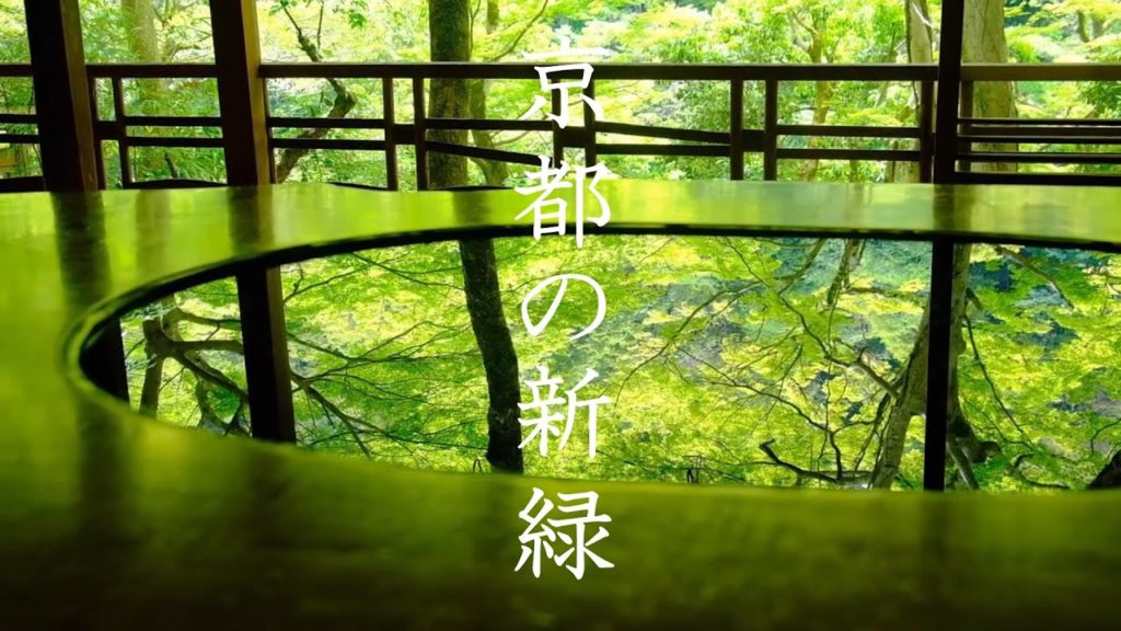 【新緑の京都】青もみじ40選:Best 40green Kyoto,Japan 瑠璃光院 祇王寺 永観堂 東福寺 三千院 嵐山 南禅寺 天授庵 【新緑の京都】青もみじ40選:Best 40green Kyoto,Japan 瑠璃光院 祇王寺 永観堂 東福寺 三千院 嵐山 南禅寺 天授庵