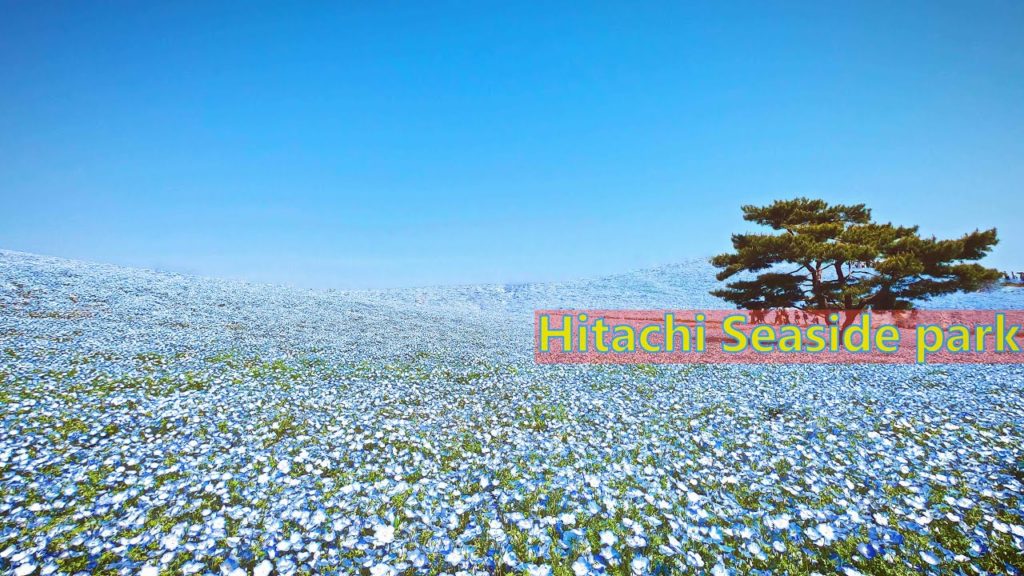 Hitachi Seaside Park: Season of Nemophila, Tulip, Daffodils | #国営ひたち海浜公園