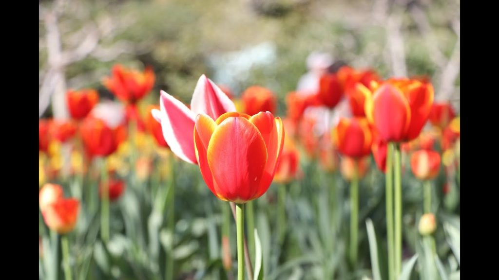 Hamamatsu Flower Park | Shizuoka | Japan
