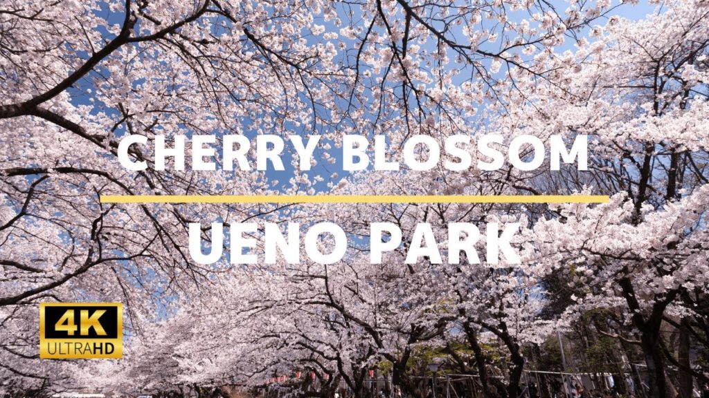 Ueno Park (Cherry Blossom) – 4K Virtual Walking Tour In Tokyo | Japan Travel Guide Ueno Park (Cherry Blossom) - 4K Virtual Walking Tour In Tokyo | Japan Travel Guide