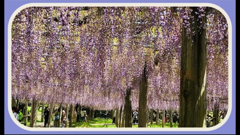 Kawachi Wisteria Garden 2022