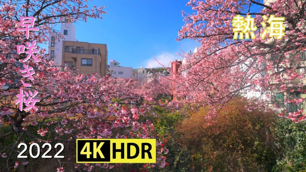 2022 熱海の早咲き桜 – 熱海桜(4K-HDR) Early Blooming Cherry Blossoms At Atami(UHD-HDR) 2022 熱海の早咲き桜 - 熱海桜(4K-HDR) Early Blooming Cherry Blossoms At Atami(UHD-HDR)